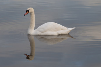 Картинка животные лебеди лебедь вода белый грация