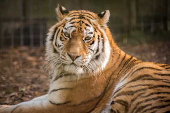 Картинка животные тигры тигр морда