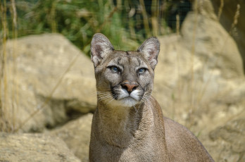 обоя животные, пумы, взгляд, вверх, морда, кугуар