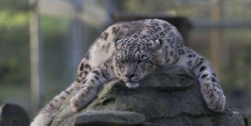 Картинка животные снежный+барс+ ирбис барс сон отдых камень