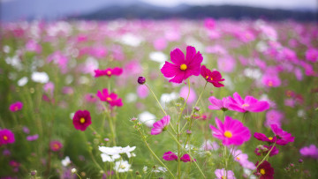 Картинка цветы космея розовые лепестки белые