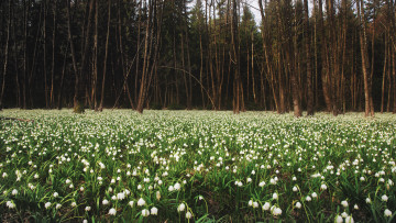 Картинка цветы подснежники +белоцветник поляна весна лес