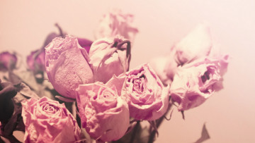 Картинка цветы розы