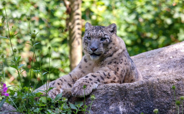 Картинка животные снежный+барс+ ирбис отдых лежит камень барс