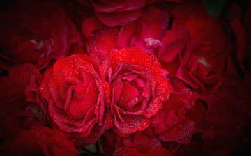 Картинка цветы розы капли