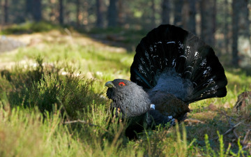 Картинка животные глухари +тетерева +фазаны глухарь поляна птица