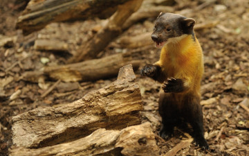 Картинка животные хорьки +ласки +соболи +горностаи +куницы уссурийская куница желтогрудая харза злюка