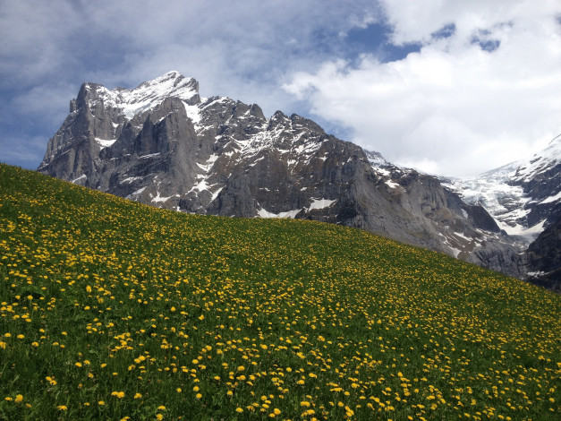 Обои картинки фото природа, луга, гриндельвальд, швейцария