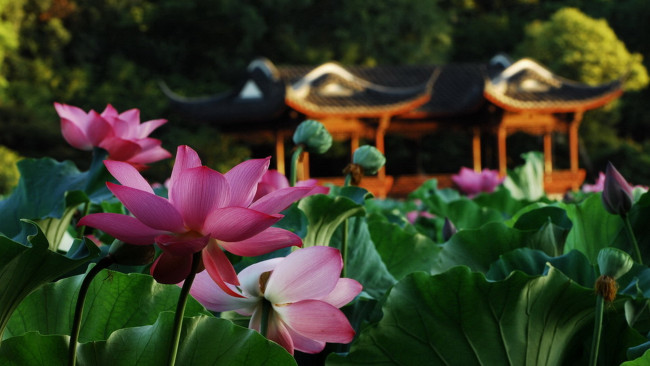 Обои картинки фото цветы, лотосы, лотос, листья, беседка, пруд