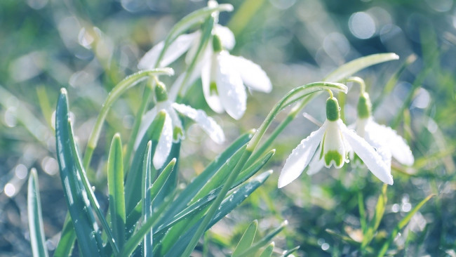 Обои картинки фото цветы, подснежники,  белоцветник, первоцвет, трава, белые, зелень
