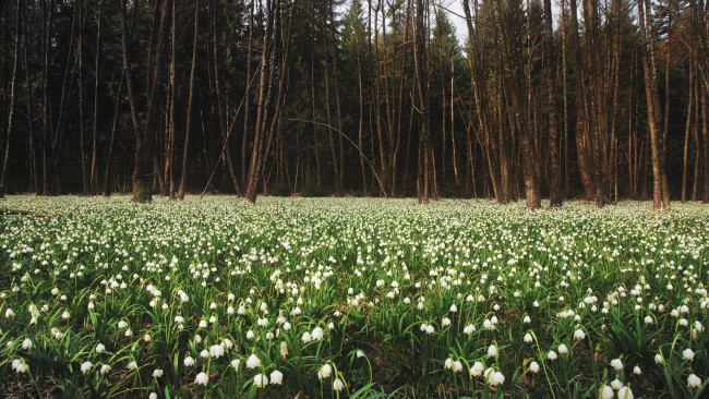 Обои картинки фото цветы, подснежники,  белоцветник, поляна, весна, лес