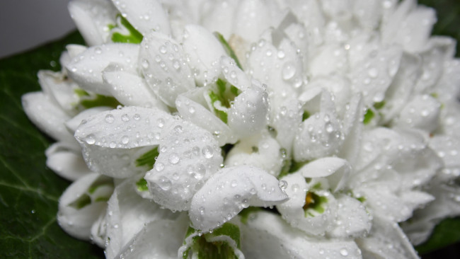 Обои картинки фото цветы, подснежники,  белоцветник, весна, капли, белые, роса