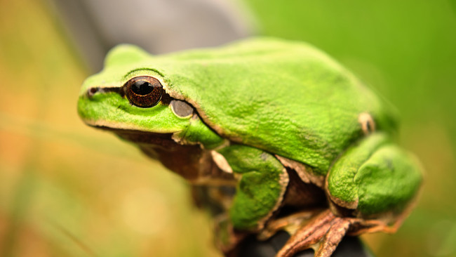 Обои картинки фото животные, лягушки, земноводные