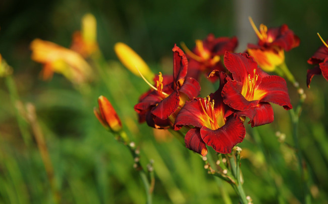 Обои картинки фото цветы, лилии,  лилейники, лилейник