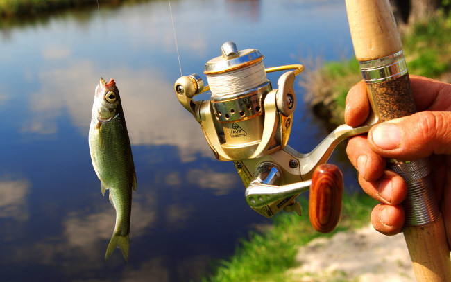 Обои картинки фото разное, рыбалка,  рыбаки,  улов,  снасти, катушка, рыбка