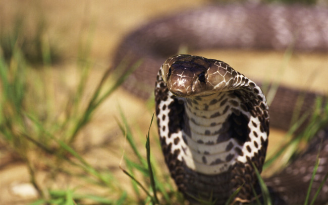 Обои картинки фото животные, змеи,  питоны,  кобры, рептилии