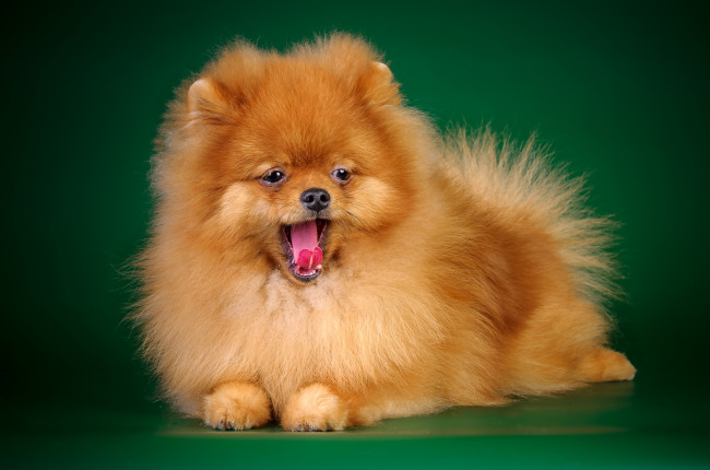 Обои картинки фото животные, собаки, шпиц