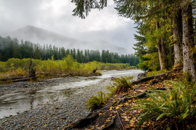 Обои картинки фото природа, реки, озера, кустарник, лес, река, папоротники