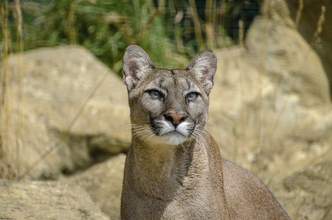 Обои картинки фото животные, пумы, взгляд, вверх, морда, кугуар