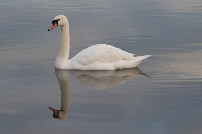 Обои картинки фото животные, лебеди, лебедь, вода, белый, грация