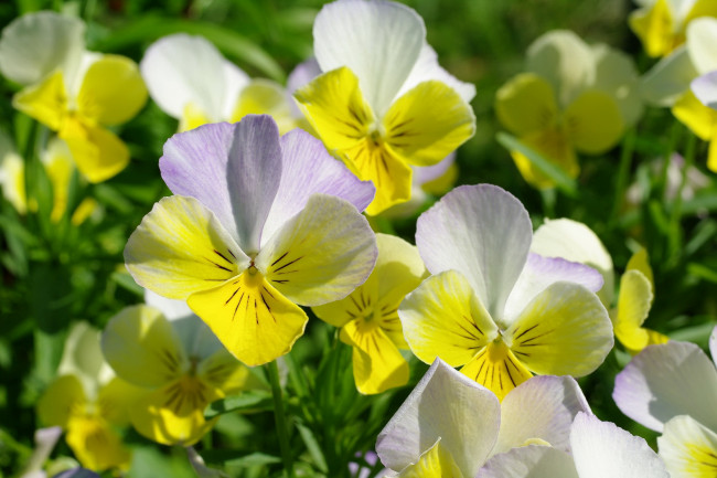 Обои картинки фото цветы, анютины глазки , садовые фиалки, весна