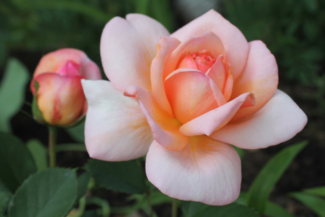 Обои картинки фото цветы, розы, макро