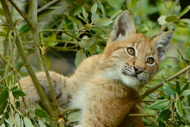 Обои картинки фото животные, рыси, рысь, листья, ветки, на, дереве, детёныш, котёнок, рысёнок