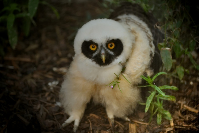 Обои картинки фото животные, совы, очковая, неотропическая, сова