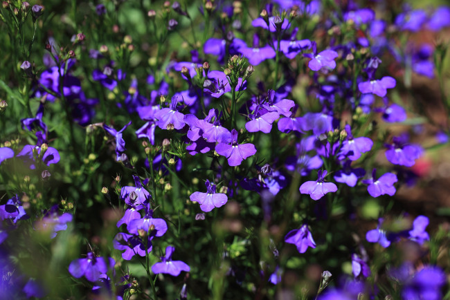Обои картинки фото цветы, лобелии, фиолетовый