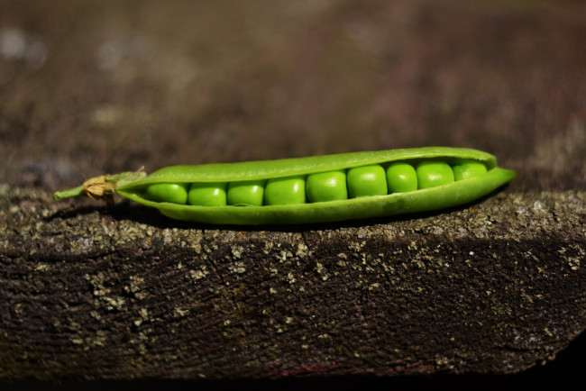 Обои картинки фото еда, бобовые, стручок