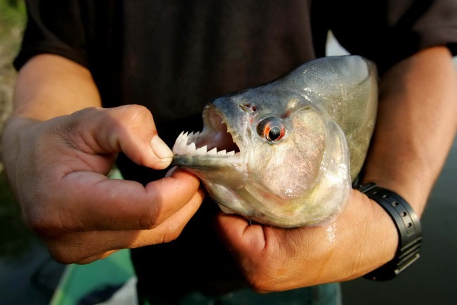 Обои картинки фото разное, рыбалка,  рыбаки,  улов,  снасти, пиранья