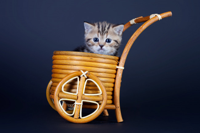 Обои картинки фото животные, коты, котенок