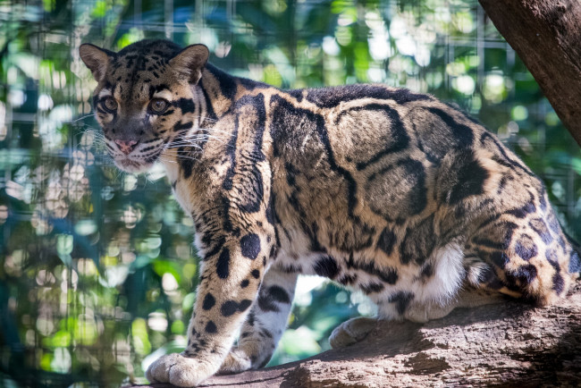 Обои картинки фото животные, леопарды, дымчатый, леопард, бревно, свет