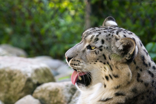 Обои картинки фото животные, снежный барс , ирбис, барс, морда, язык