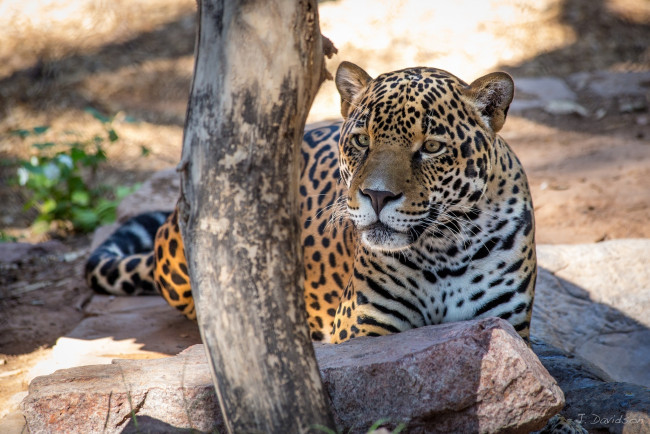 Обои картинки фото животные, Ягуары, лежит, отдых, морда, ягуар