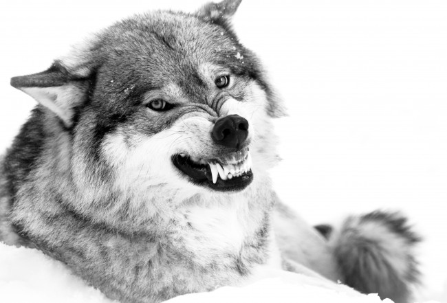 Обои картинки фото животные, волки, оскал