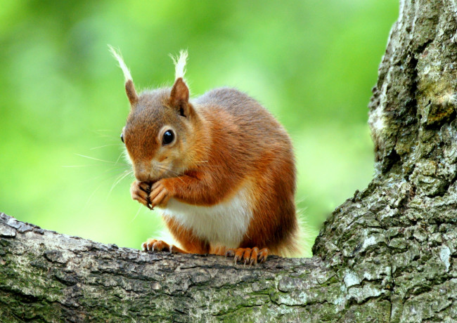Обои картинки фото животные, белки, белка, рыжая
