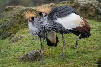 Картинка венценосные+журавли животные журавли птицы пара