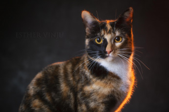 Картинка животные коты киса коте кошка взгляд портрет усы