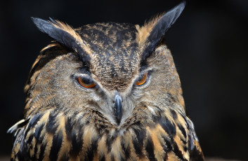 Картинка животные совы сова портрет