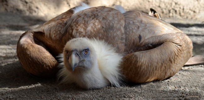 Обои картинки фото животные, птицы - хищники, взгляд, гриф, птица