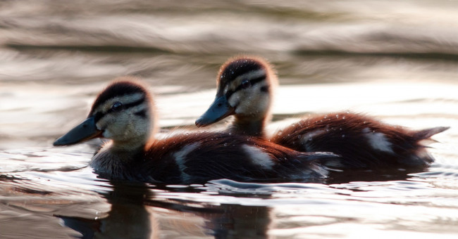 Обои картинки фото животные, утки, утята, капли, вода
