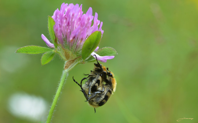 Обои картинки фото животные, насекомые, утро, макро, жуки, травинка, фон