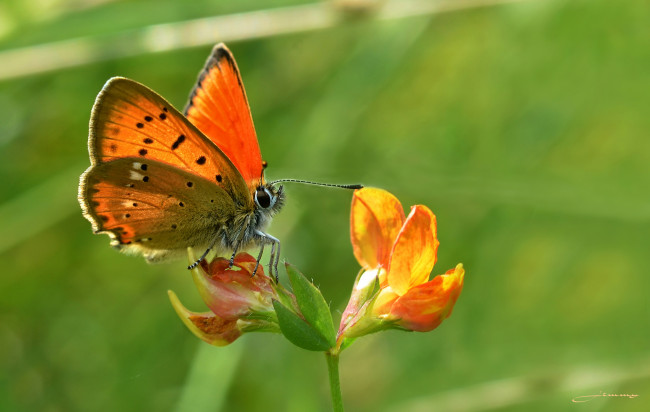 Обои картинки фото животные, бабочки,  мотыльки,  моли, зелёный, фон, макро, утро, насекомое, цветы