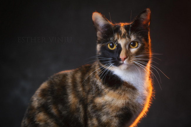 Обои картинки фото животные, коты, киса, коте, кошка, взгляд, портрет, усы