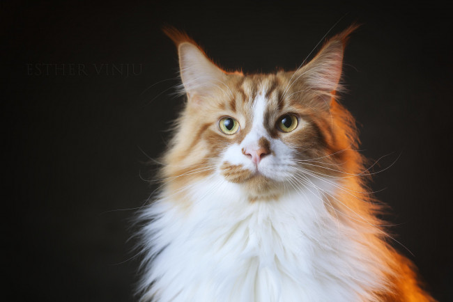 Обои картинки фото животные, коты, киса, коте, кот, кошка, взгляд, ушки, фон