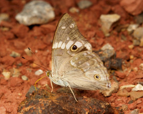 Картинка животные бабочки +мотыльки +моли бабочка