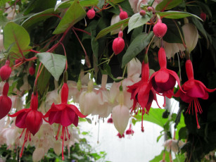 Картинка цветы фуксия белый розовый