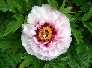 Картинка цветы пионы древовидный