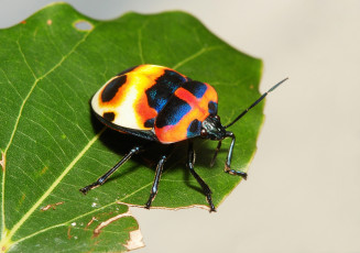 Картинка животные насекомые жук